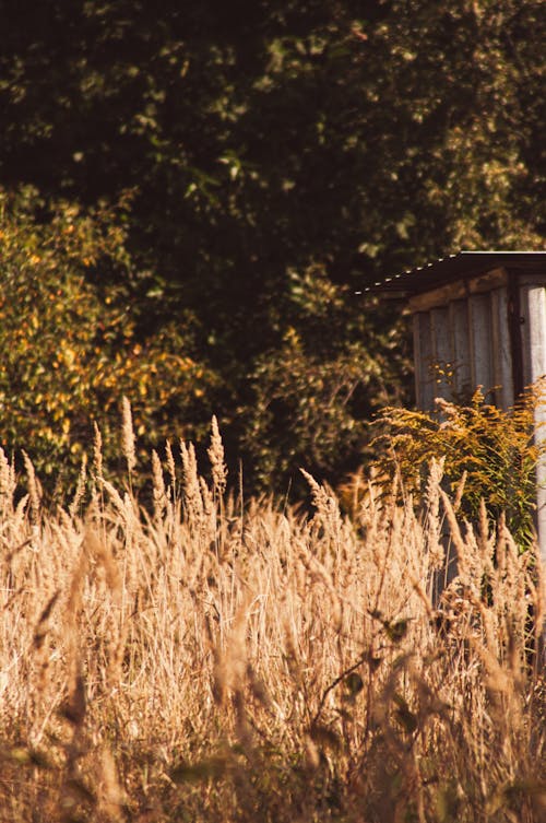 乾草, 垂直拍摄, 夏天 的 免费素材图片