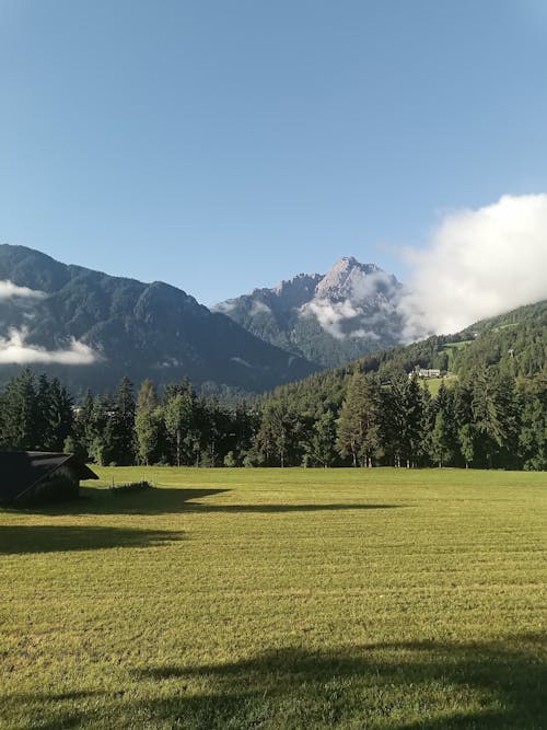 Landscape of a Grass Field, Trees and Mountains 