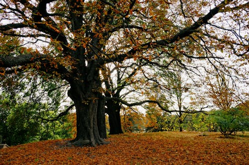 Colorful Trees in Autumn