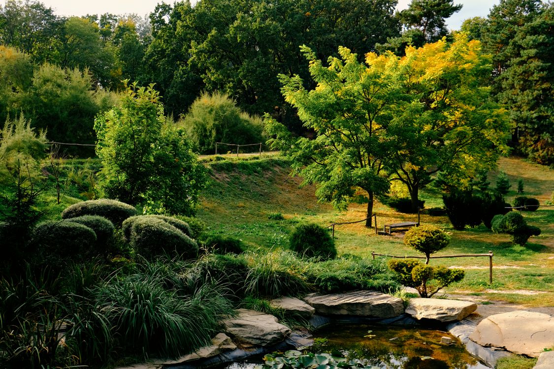 Green Trees in Park · Free Stock Photo