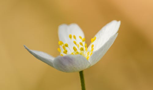 Foto d'estoc gratuïta de anémona de fusta, bellesa, creixement