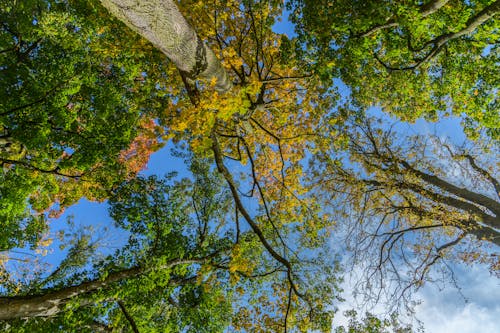 Δωρεάν στοκ φωτογραφιών με γαλάζιος ουρανός, δασικός, δέντρα