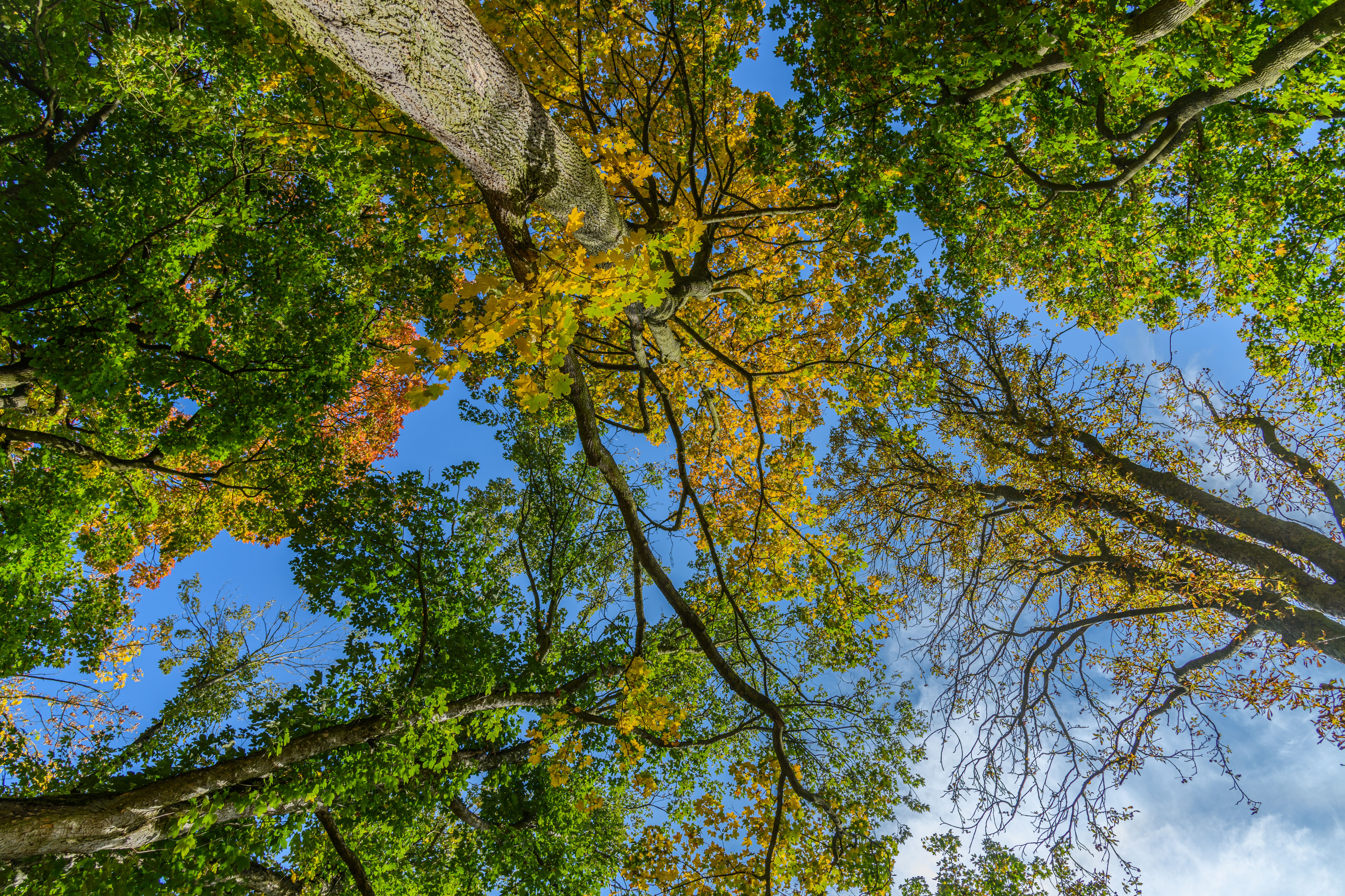 Green Crowns of Trees against Blue Sky · Free Stock Photo