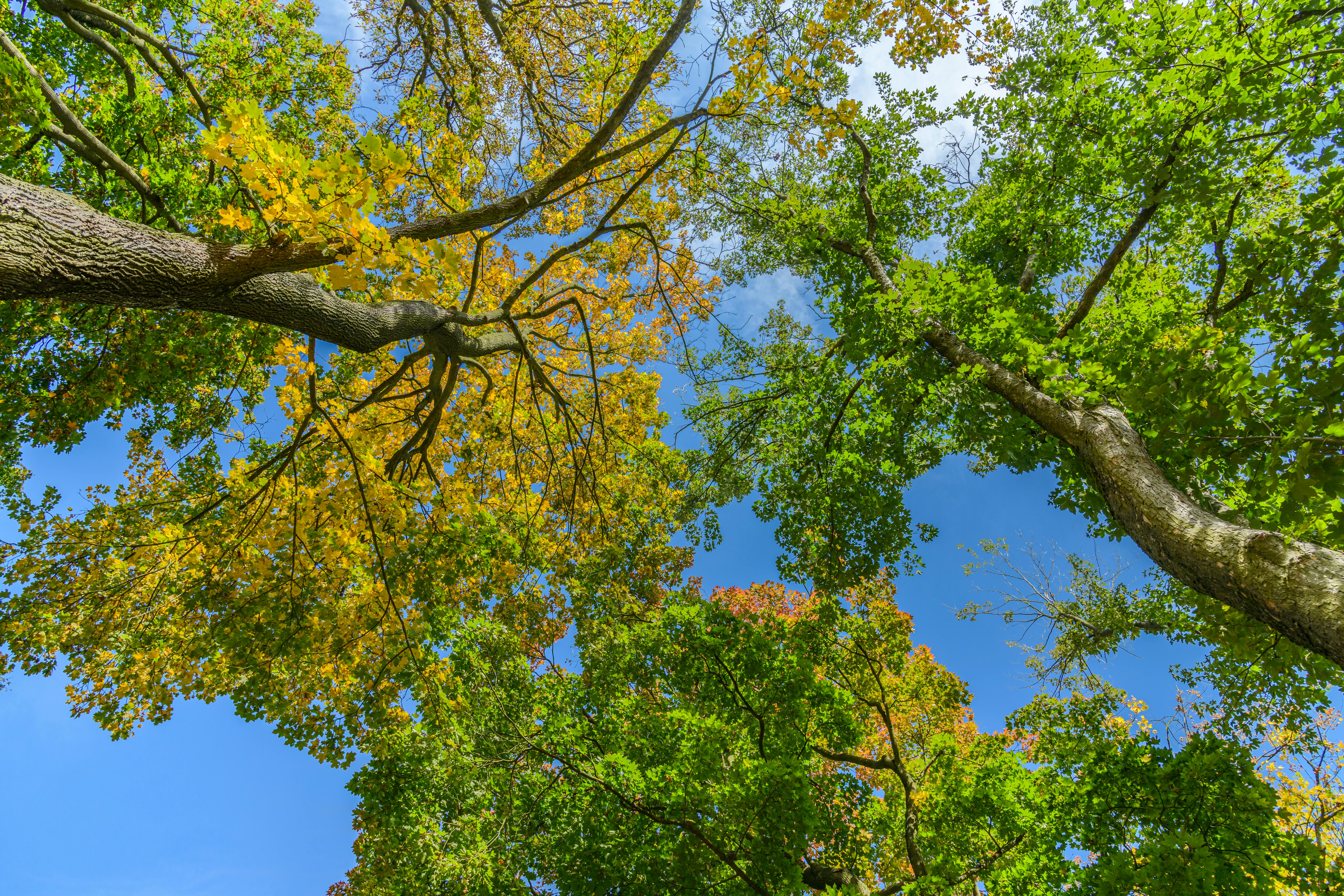 Photos gratuites de à feuilles caduques, arbres, arbres d'automne