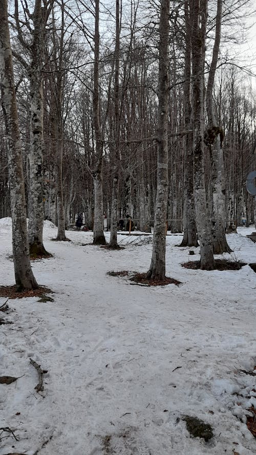 Ilmainen kuvapankkikuva tunnisteilla lumi, lumiset puut, lumiset vuoret