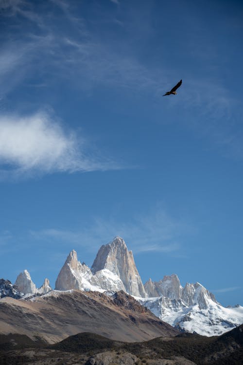 Immagine gratuita di animale, montagne, paesaggio