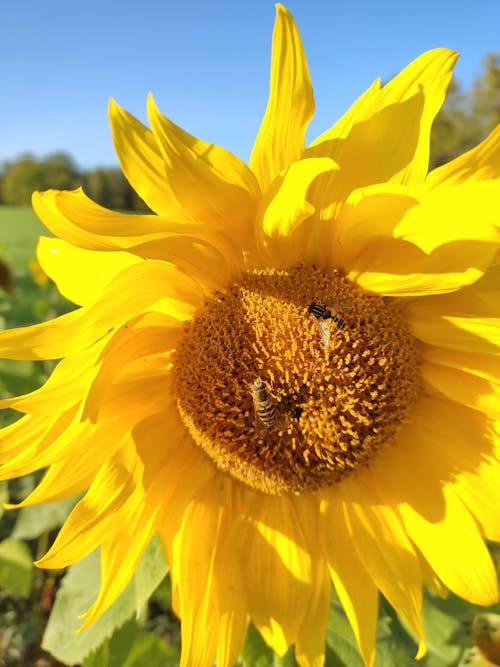 Základová fotografie zdarma na téma podzim, slunečnice