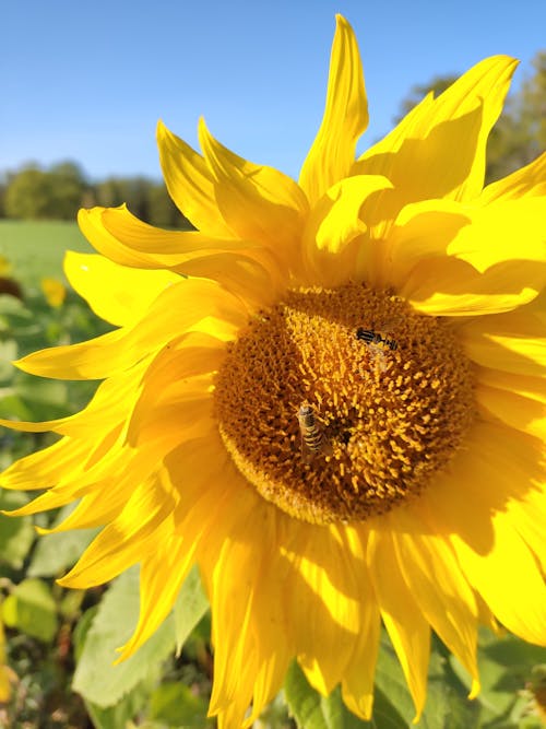 動物攝影, 向日葵, 垂直拍攝 的 免費圖庫相片