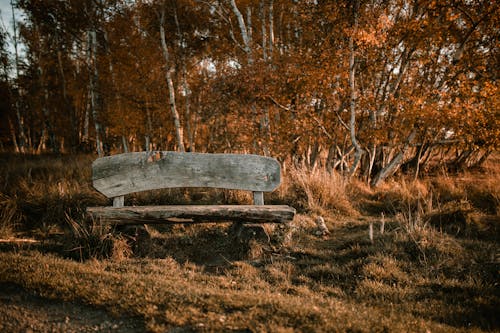 Безкоштовне стокове фото на тему «береза, дерев’яний, дерева»