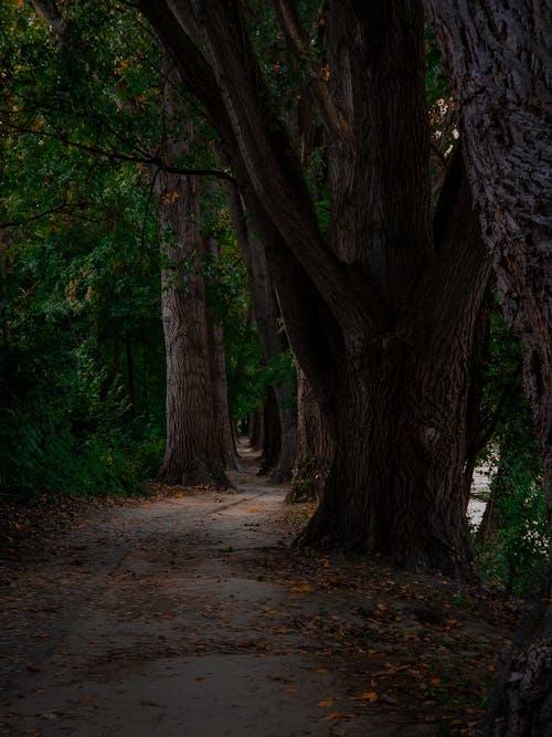 Dark Footpath and Trees in a Park