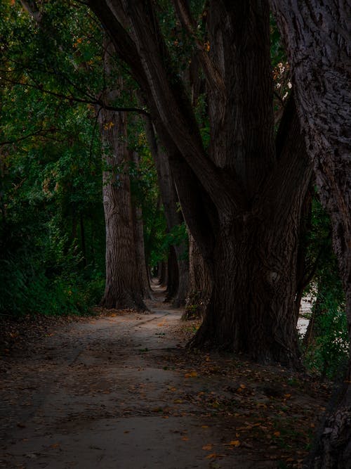 Fotobanka s bezplatnými fotkami na tému atmosféra, kmene, park