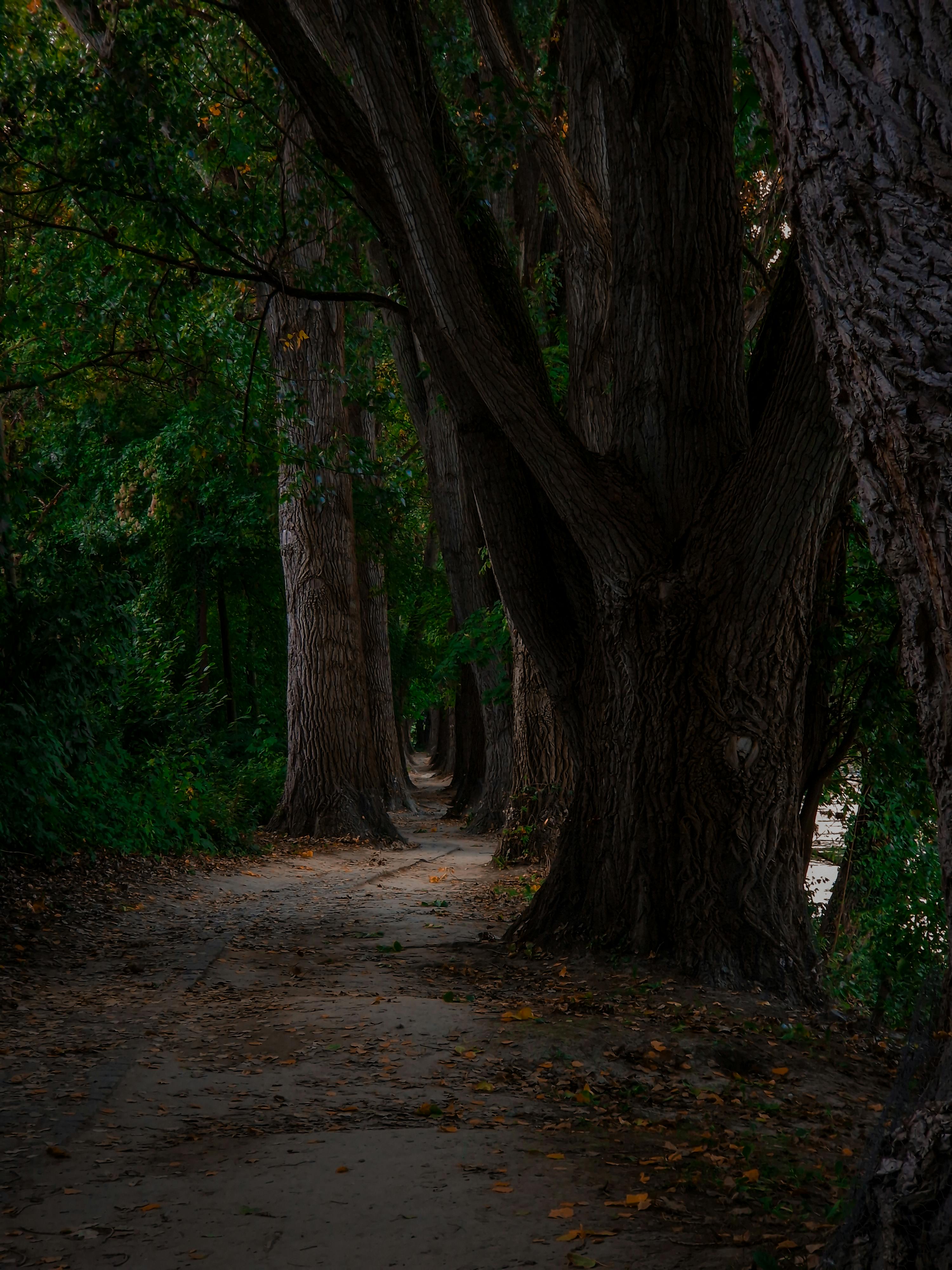Dark Footpath and Trees in a Park · Free Stock Photo