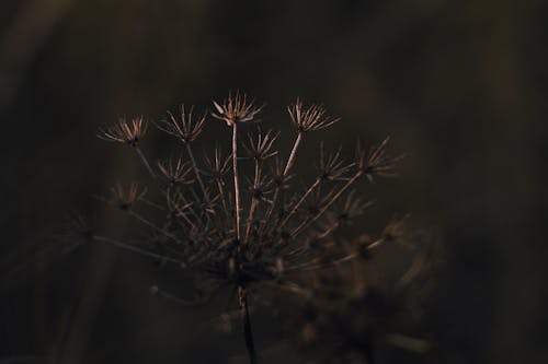 Fotobanka s bezplatnými fotkami na tému makro, milovník prírody, rastlina