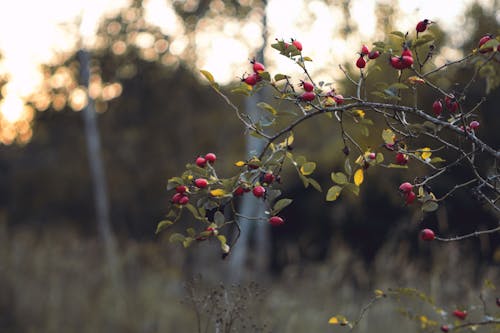 Fotobanka s bezplatnými fotkami na tému bobule, botanický, červené bobuľové ovocie