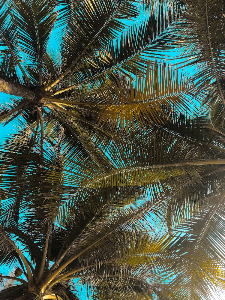 Low Angle Photography Of Coconut Trees