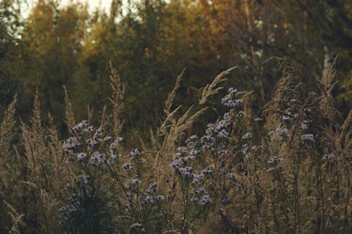 Flowers on Meadow