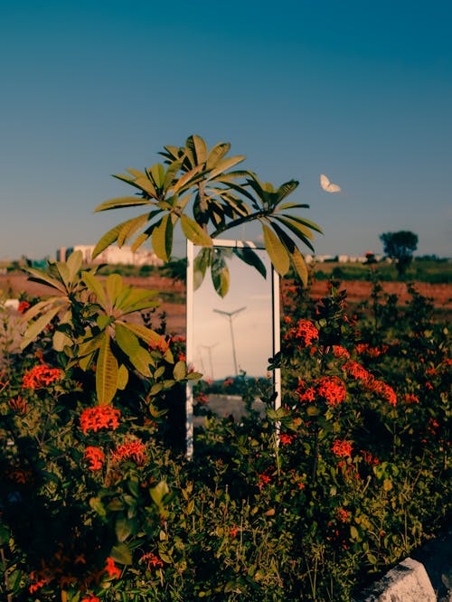 Ilmainen kuvapankkikuva tunnisteilla droonikuva, kasvit, kukat
