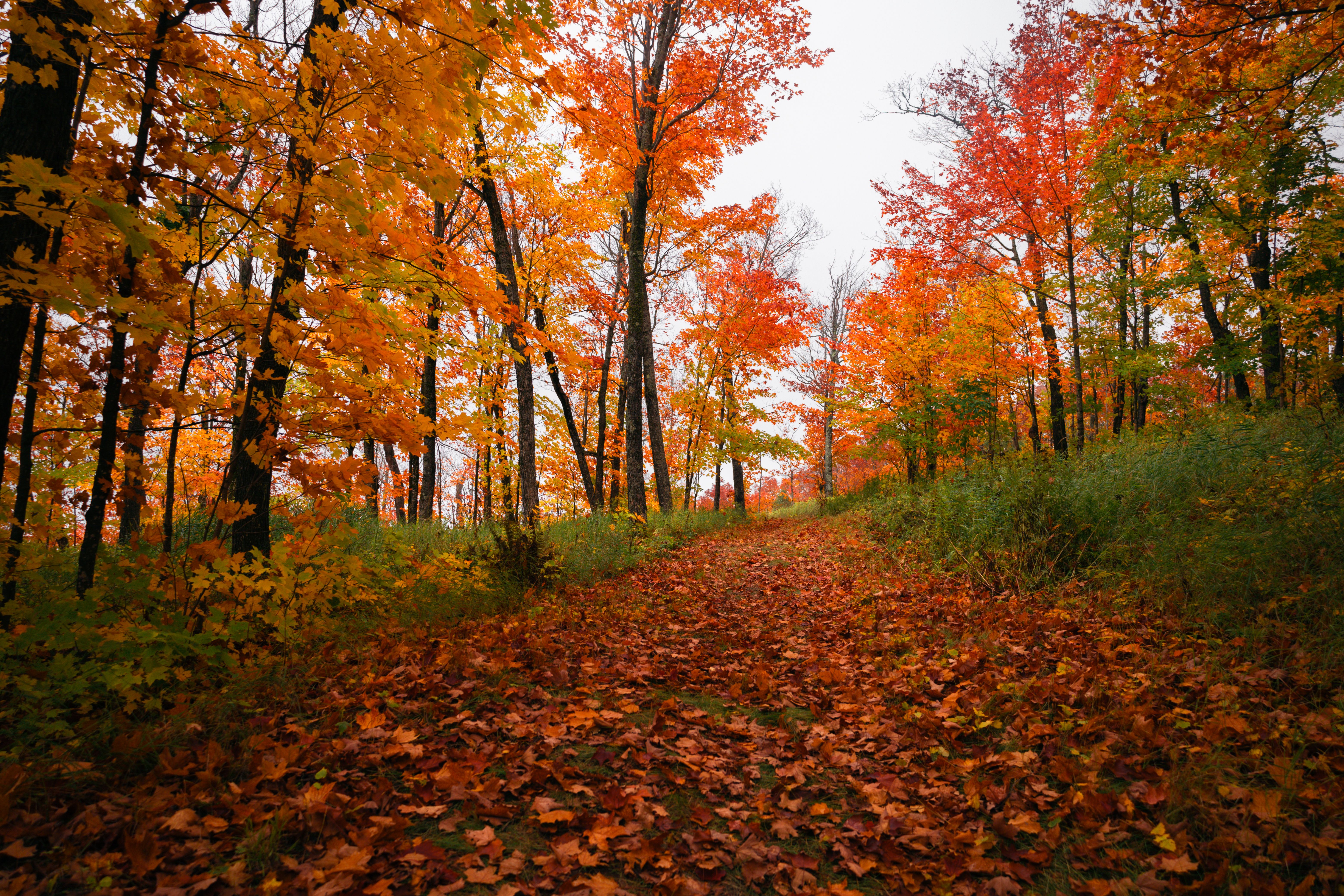 Path in a Forest in Fall · Free Stock Photo