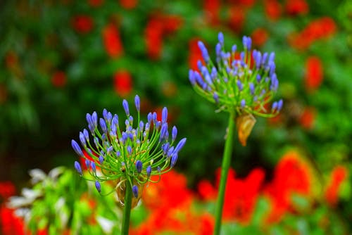Photos gratuites de fleur bleue