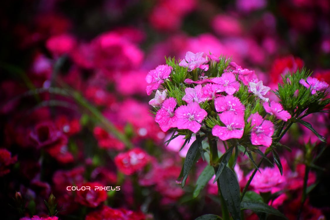 Free stock photo of beautiful flower, pink flower