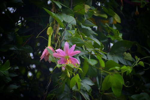 Безкоштовне стокове фото на тему «прекрасна квітка»