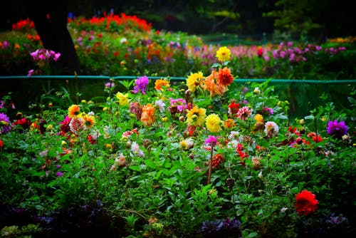 Foto stok gratis bunga yang indah, penuh warna, warna-warni