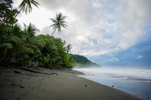 Palm Trees on a Tropical Beach 