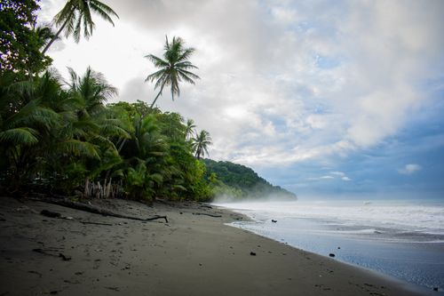 Free Serene beach scene in Pavones, Costa Rica, with misty shores and palm trees. Stock Photo