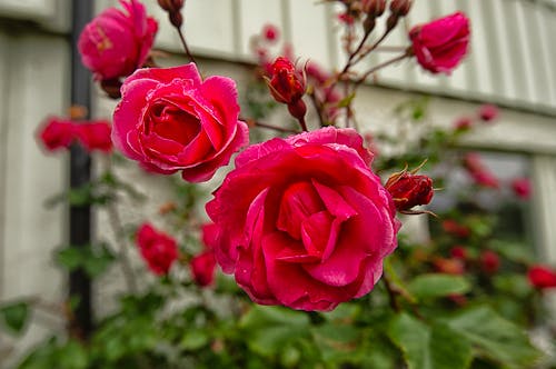 Gratis arkivbilde med blad, blomst, blomstre