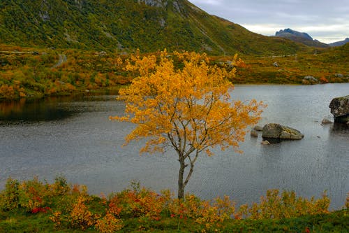 Yellow Tree by River in Autumn