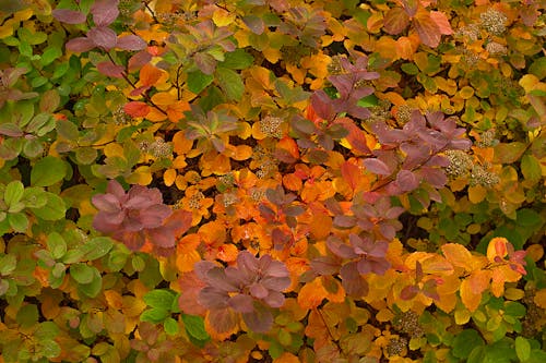 Colorful, Autumn Leaves