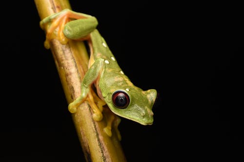 Безкоштовне стокове фото на тему «відділення, впритул, позолота деревна жаба»