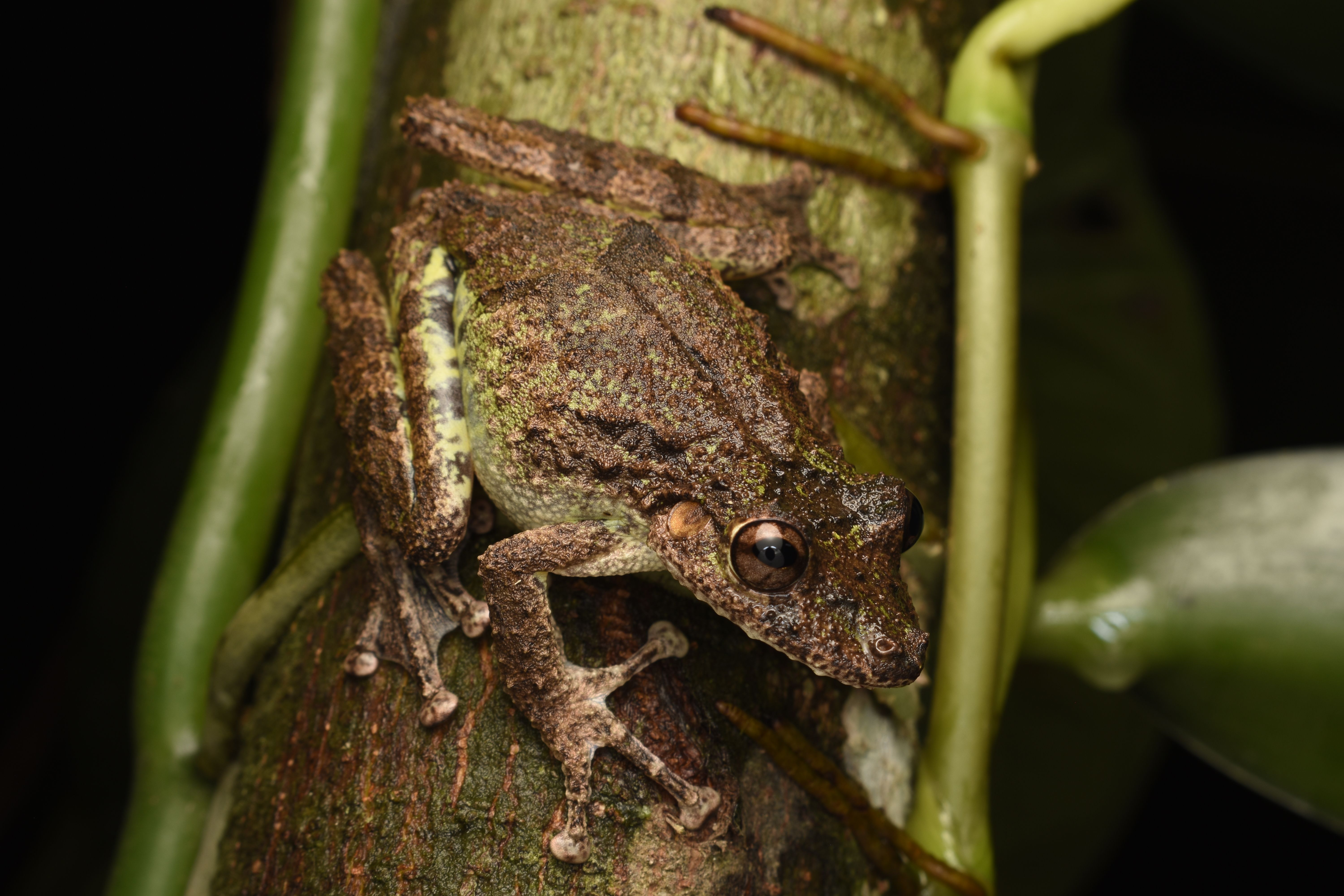 Desktop Backgrounds Frog Animated Photos Download The Best Free