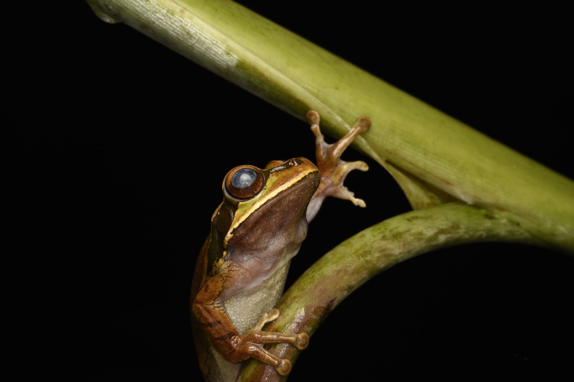 Detailed shot of an exotic frog climbing a stem against a black background.