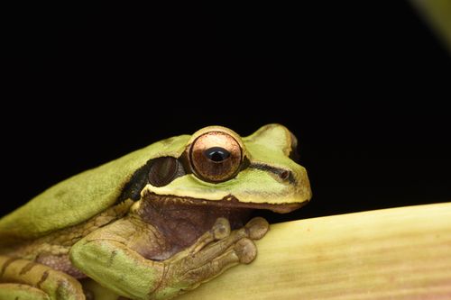 Free Detailed macro shot of a green tree frog sitting on a branch against a black background. Stock Photo