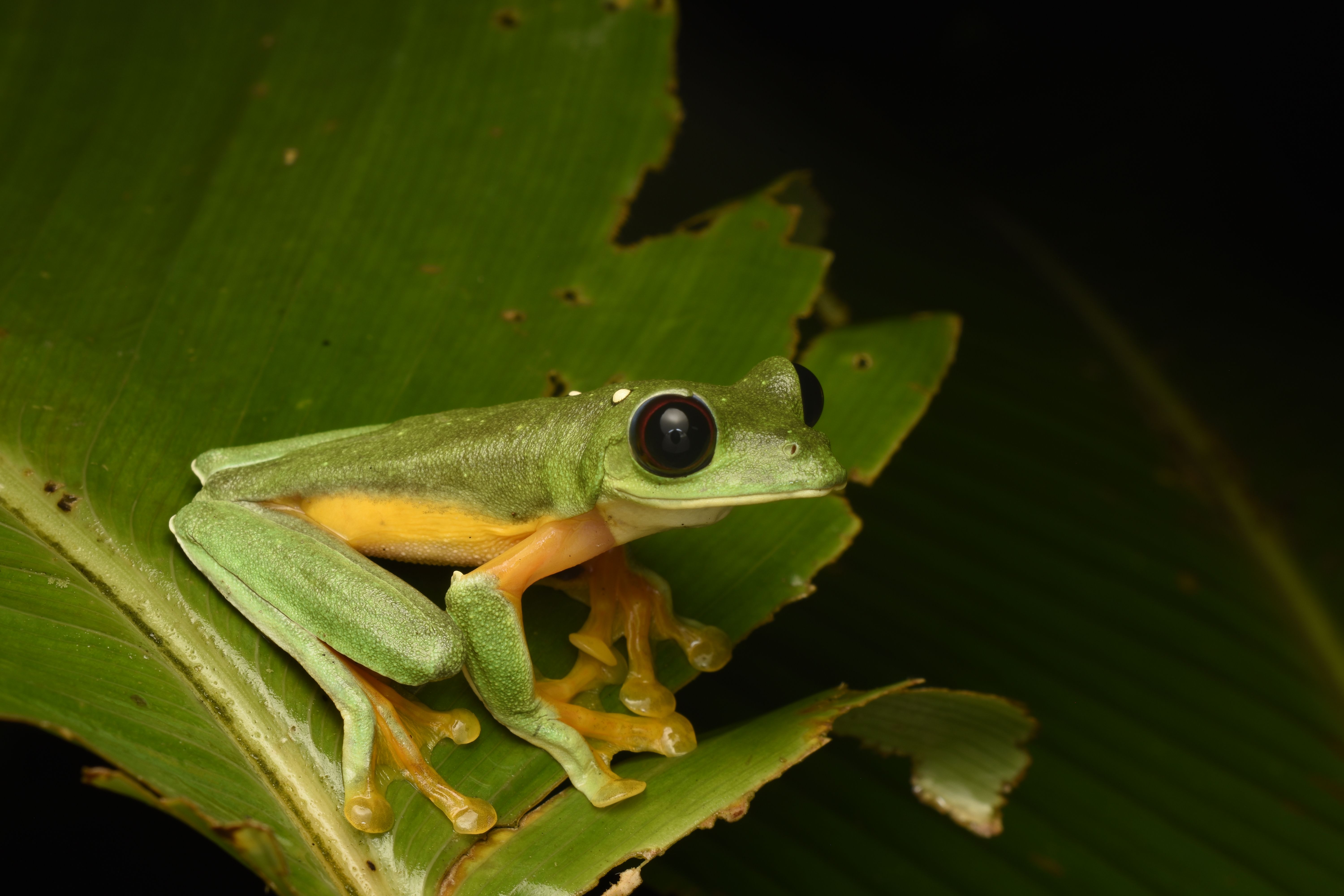 Vivid close-up image of a green frog perched on a leaf, showcasing wildlife in its natural habitat.