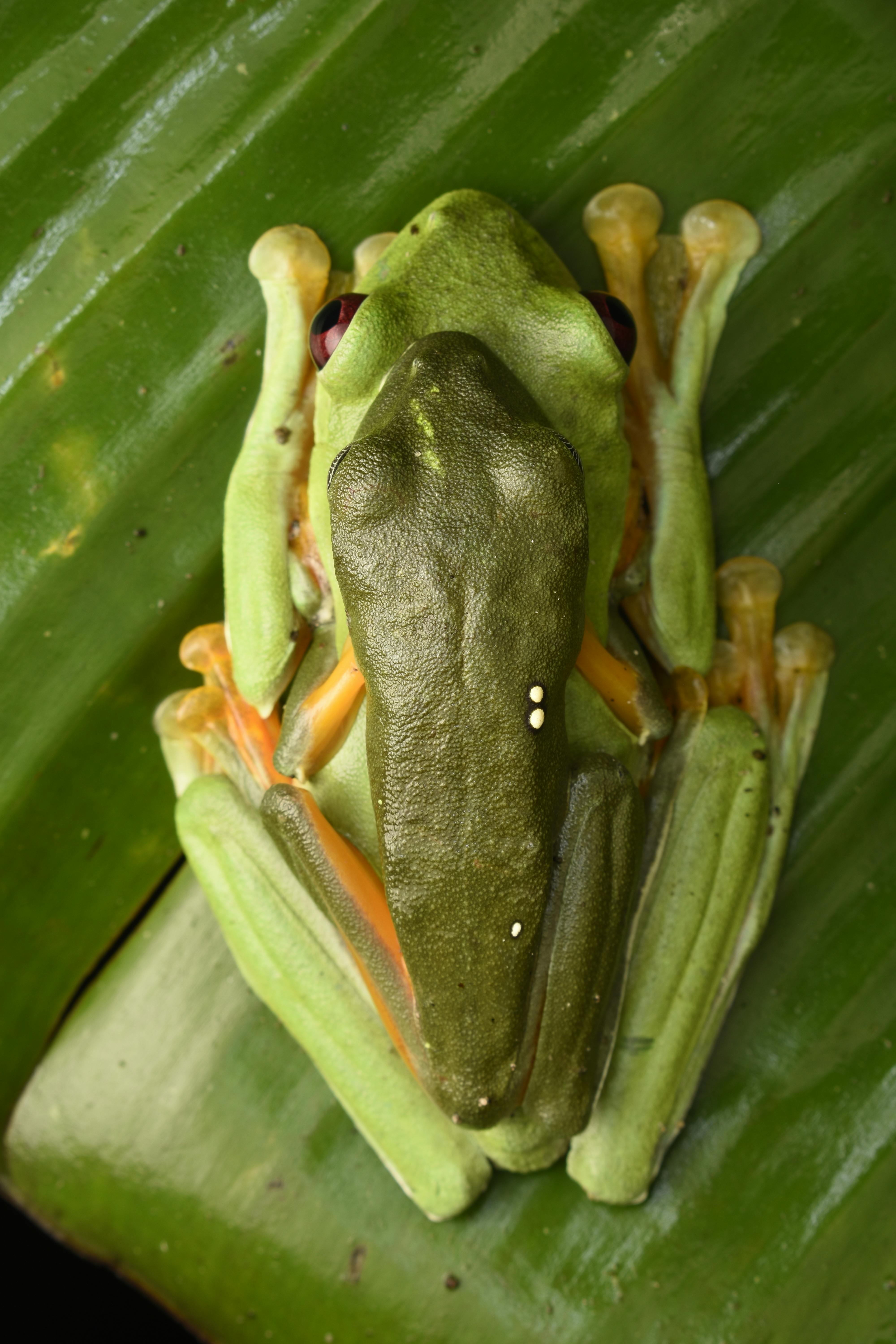 6,300+ Green Frog Stock Photos, Pictures & Royalty-Free Images - iStock