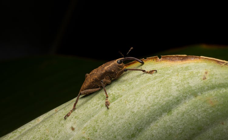 Bug On Leaf