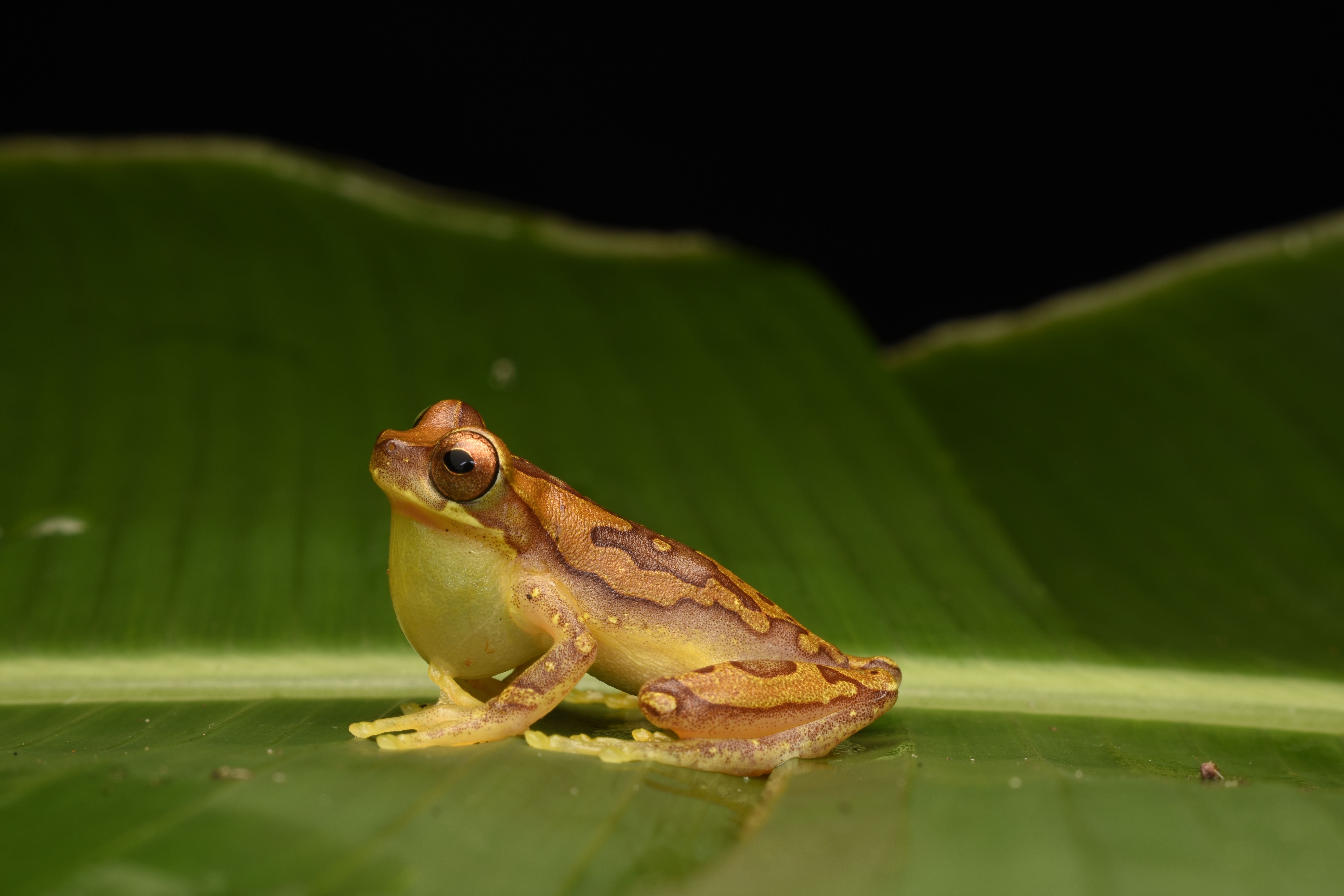 Sapo-ferreiro