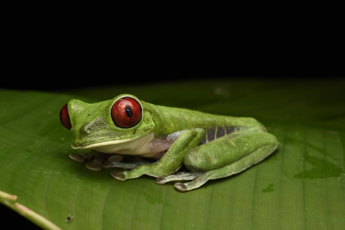 Imagine de stoc gratuită din a închide, broasca de copac cu ochi rosii, fotografie cu animale sălbatice