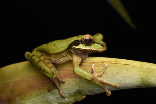 Free Detailed shot of a green tree frog perched on a leaf, perfect for wildlife themes. Stock Photo