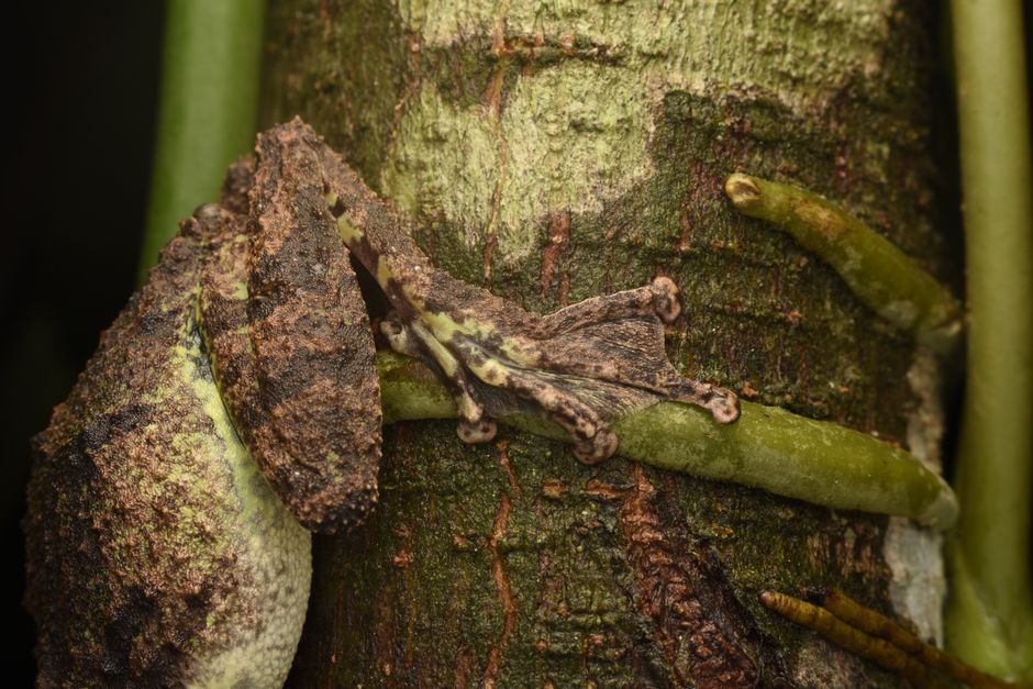 Design a Super-Camouflage Creature!
