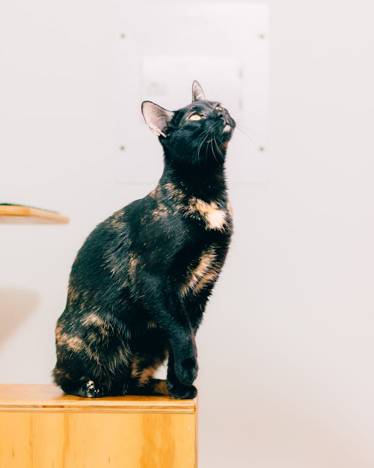 Black Cat Sitting On A Shelf