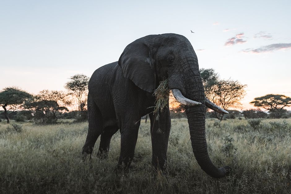 A solitary African elephant grazes in the serene savanna during a stunning sunset.