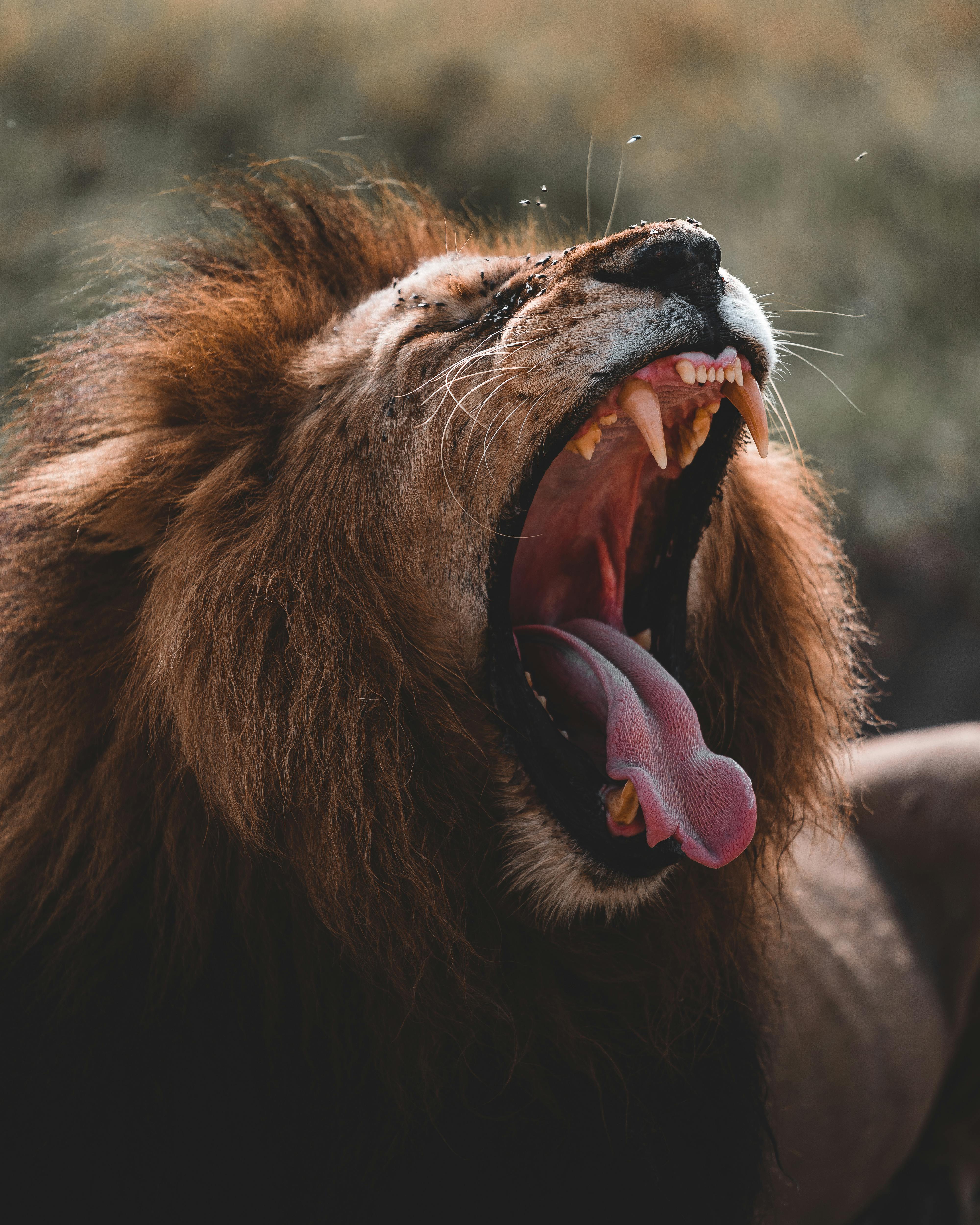 Majestic lion yawning in the savannah, showcasing teeth and mane.
