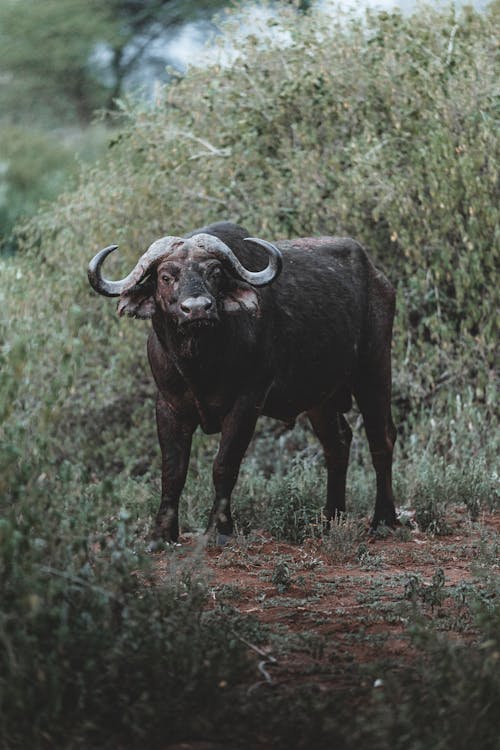 Foto stok gratis fotografi binatang, fotografi binatang liar, kerbau afrika