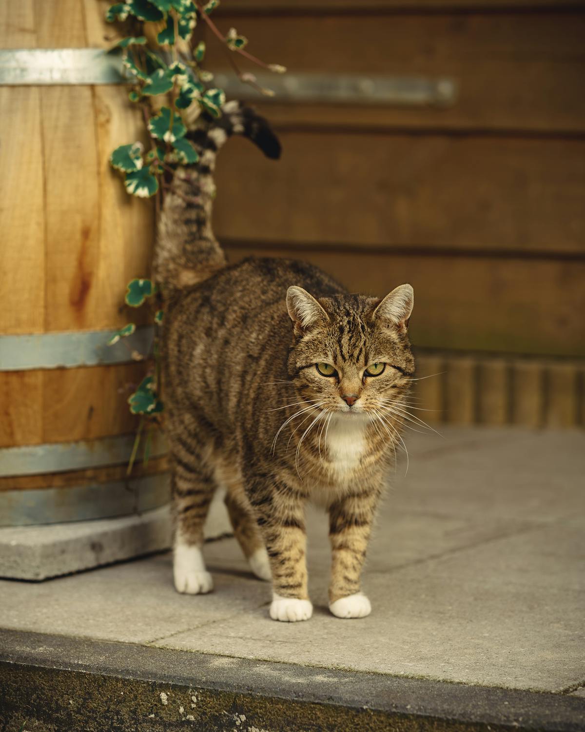 Cat Walking Low To The Ground Photos, Download The BEST Free Cat