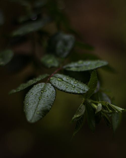 Close-up of Raindrops on Green Leaves