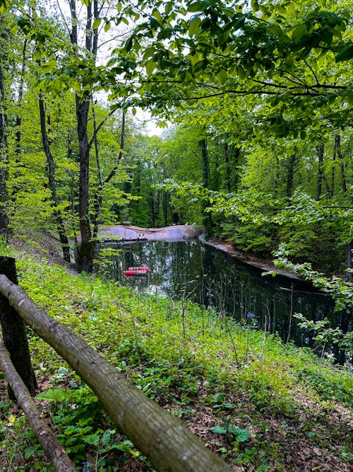 Darmowe zdjęcie z galerii z drzewo, natura, oddechowy