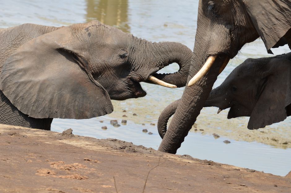 Garamba National Park, Democratic Republic of the Congo - travel photo